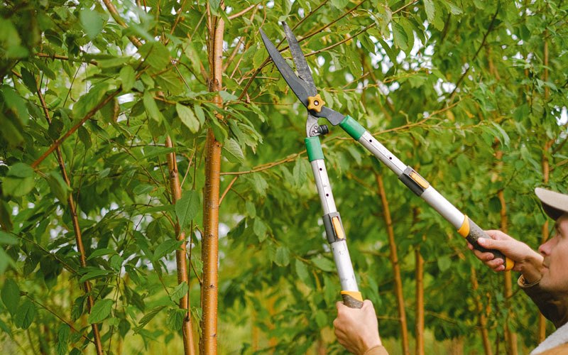 Tree trimming in Loganville, WI