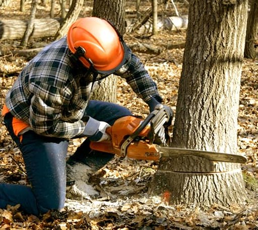 Tree Removal in Loganville, WI